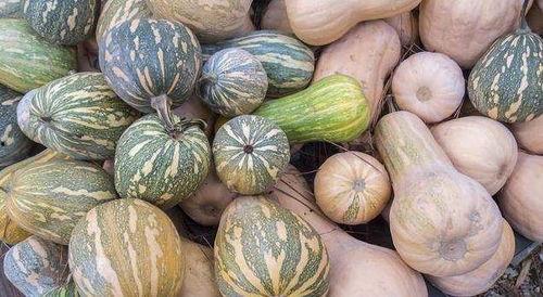 瓜网免费吃瓜程女士,程女士带你畅游瓜界盛宴