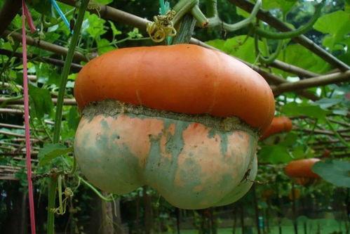 笋瓜吃瓜网,揭秘娱乐圈幕后故事，带你领略明星真实生活