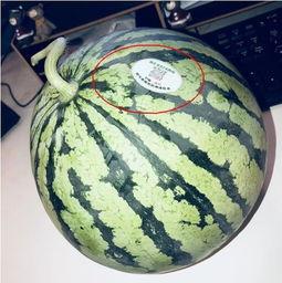 版纳网红吃瓜,揭秘热带风情下的美食诱惑