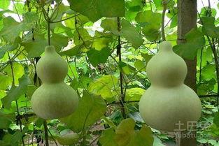 网红吃葫芦瓜,趣味横生引网友热议