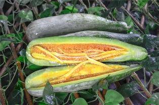 宁国网红吃瓜,揭秘网络红人的幕后故事